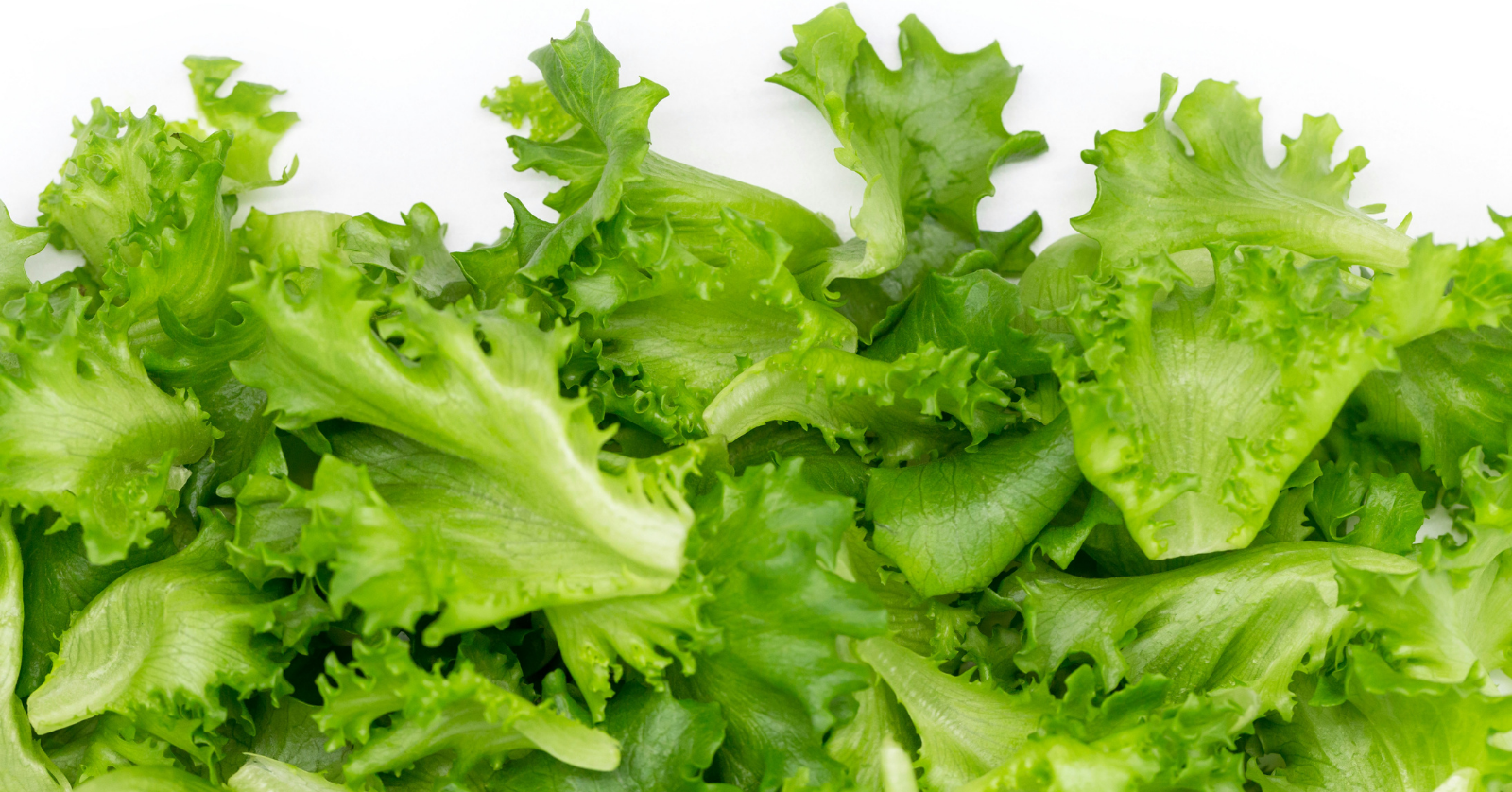 On Aug. 3, about two months into the ongoing cyclospora outbreak, the first deaths related to to the parasitic infection were reported...
