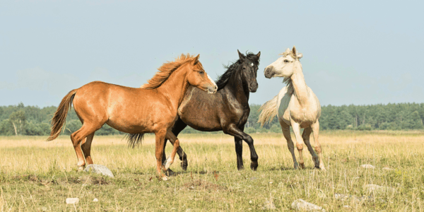 An article in The New York Times has gained attention for outlining how the Trump administration is allegedly having protected wild horses slaughtered.