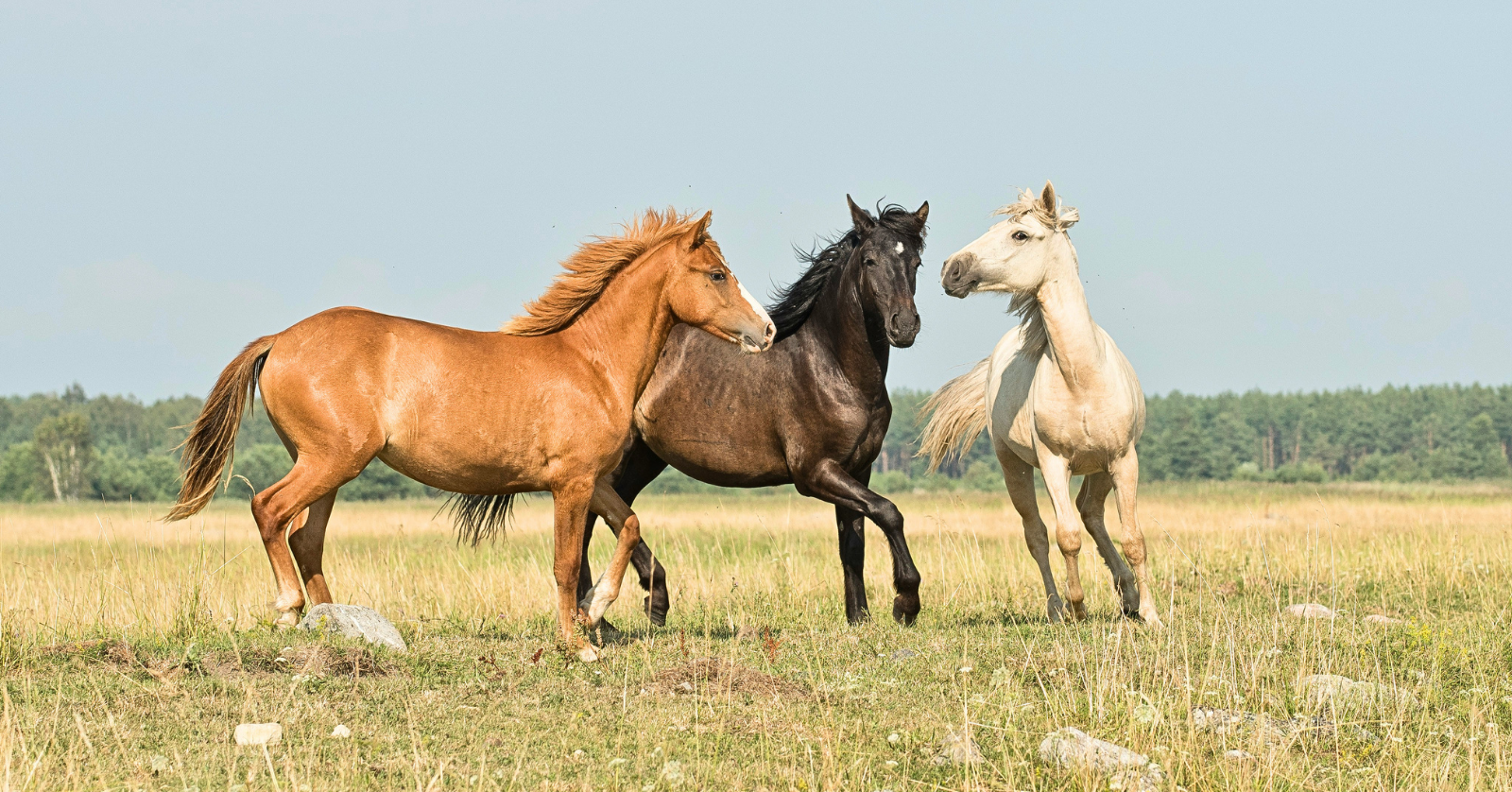 An article in The New York Times has gained attention for outlining how the Trump administration is allegedly having protected wild horses slaughtered.