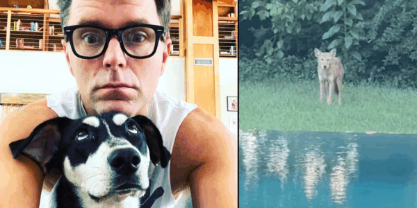 Bobby Bones shared his dog, Eller, was attacked by a coyote in their yard, then he shares footage video of the coyote