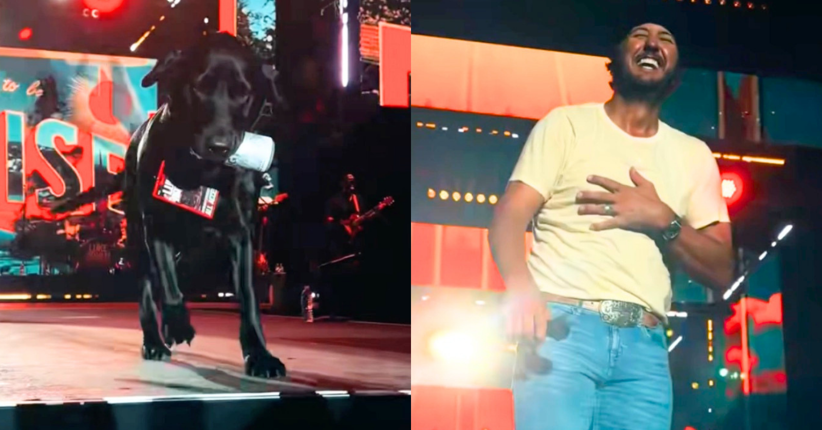Luke Bryan's dog a black lab brought him a beer onstage during a concert show in the middle of a song