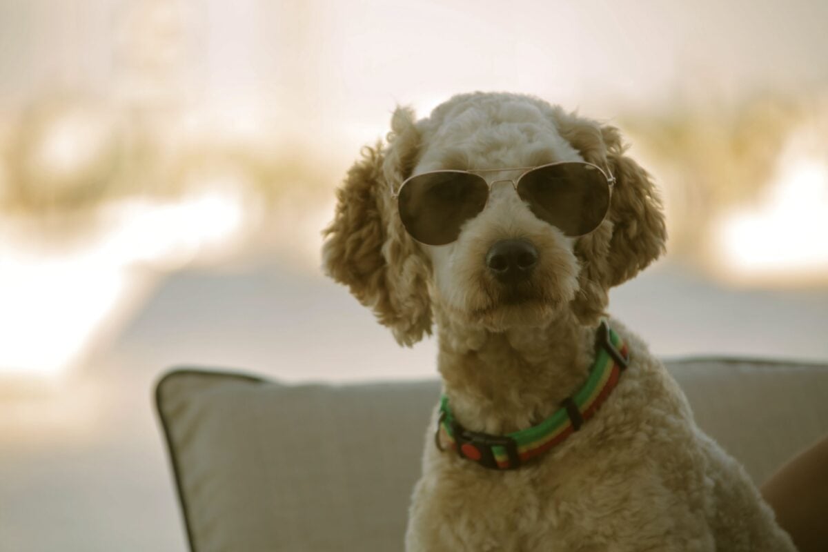 Kenny Chesney's dog Poncho dies